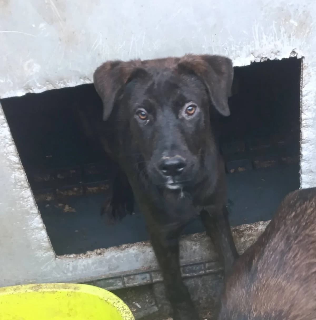 Soraya, female young Mixed Breed for adoption at Little Souls