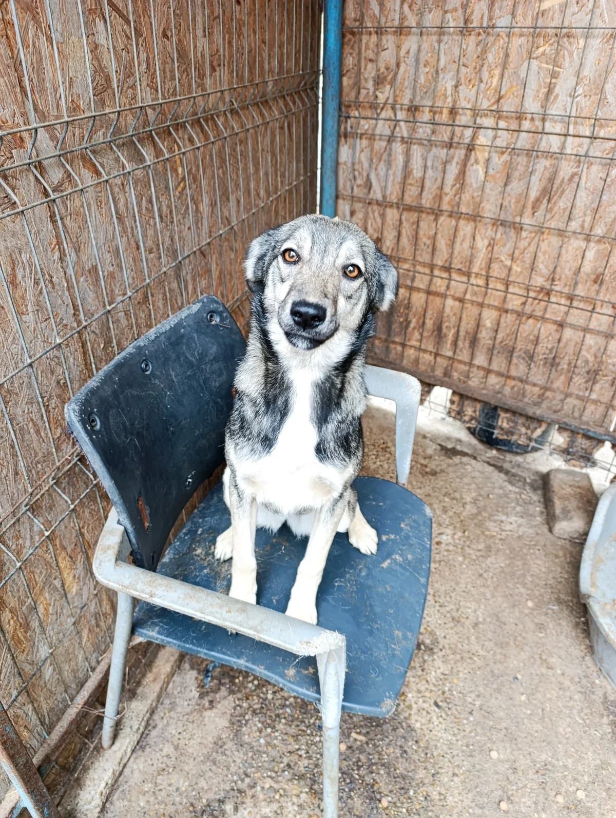 Zelda ca. 40 cm – vermittelt, female puppy Mixed Breed for adoption at Little Souls, Holtland