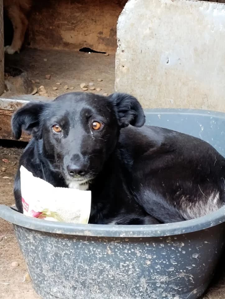 Tinka ca. 45 cm, female young Mixed Breed for adoption at Little Souls, Holtland
