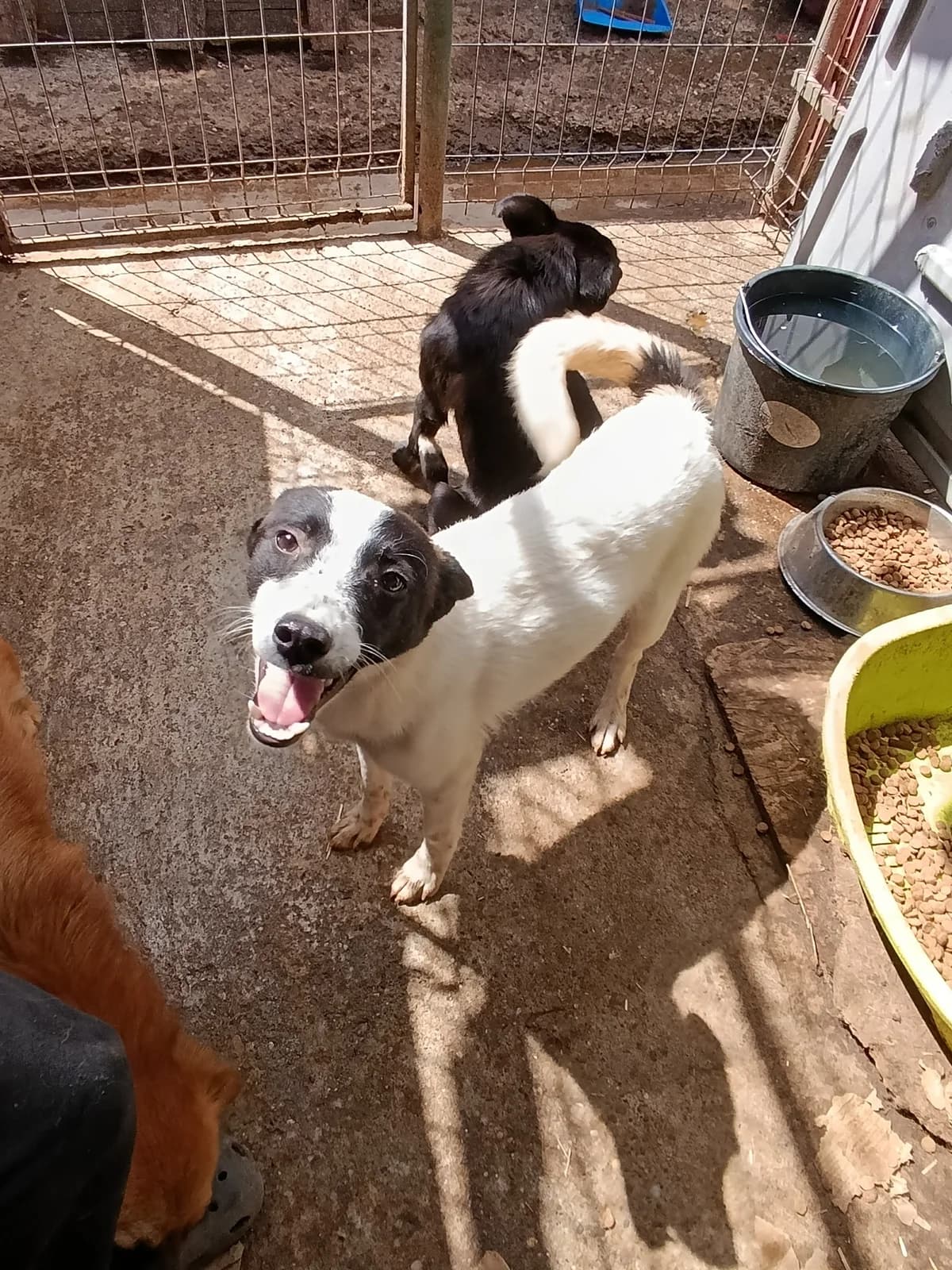 Lola ca. 50 cm – vermittelt, female puppy Mixed Breed for adoption at Little Souls, Holtland