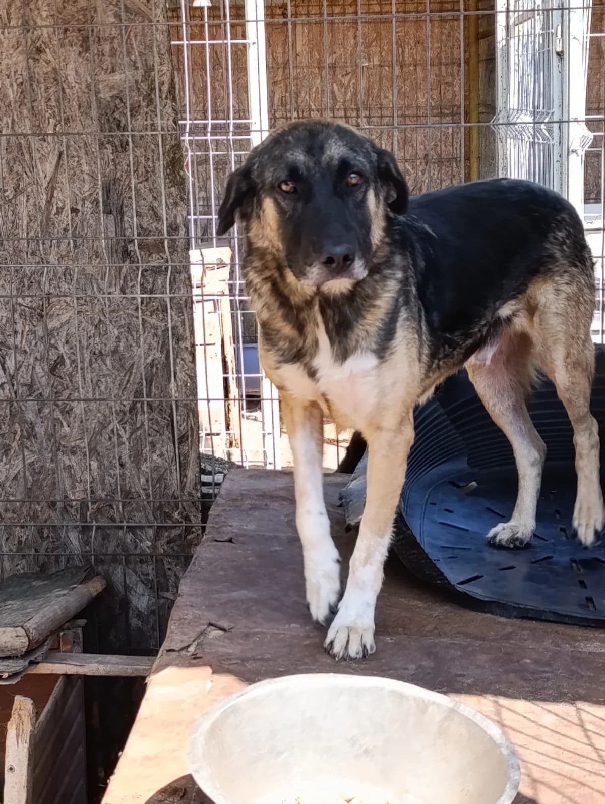 Titus ca. 50 cm, male young mixed breed for adoption at Little Souls, Holtland