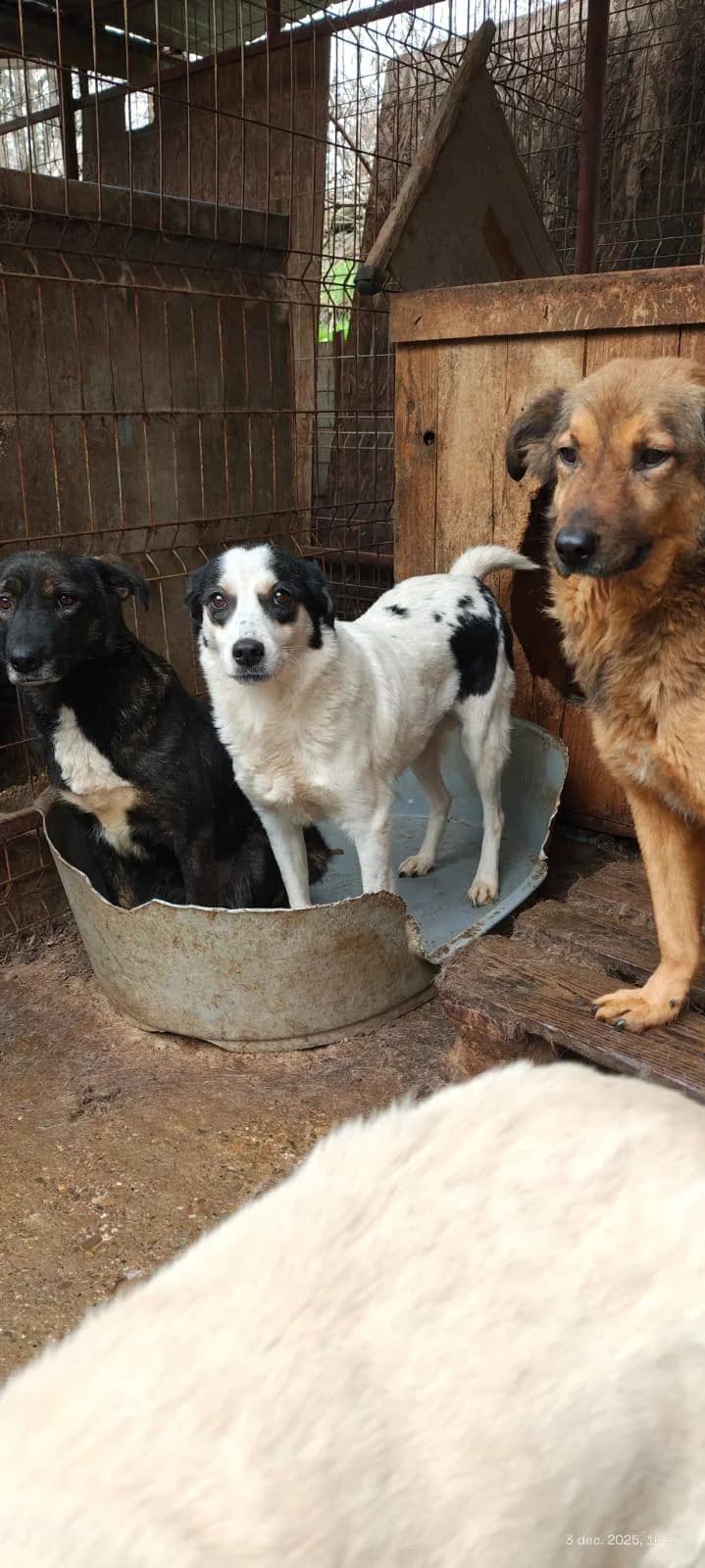 Gretchen ca. 47 cm – vermittelt, female puppy Mixed Breed for adoption at Little Souls, Holtland