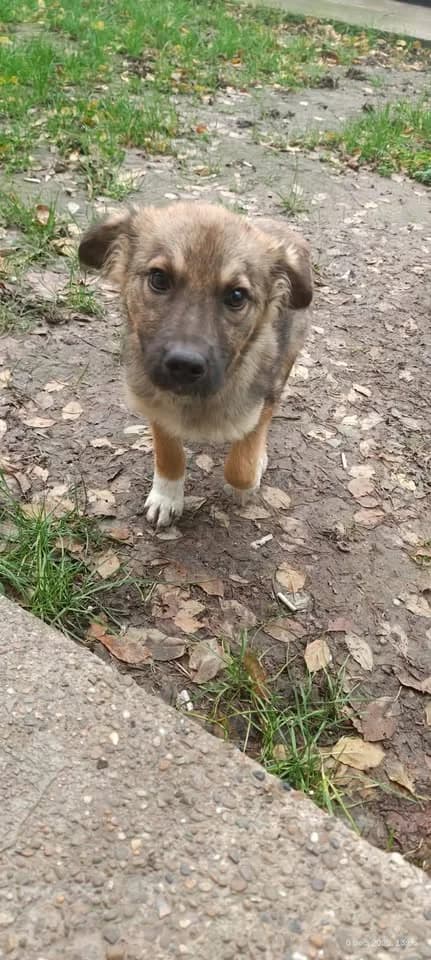 Sookie (im Wachstum) – vermittelt, female puppy Mixed Breed for adoption at Little Souls, Holtland