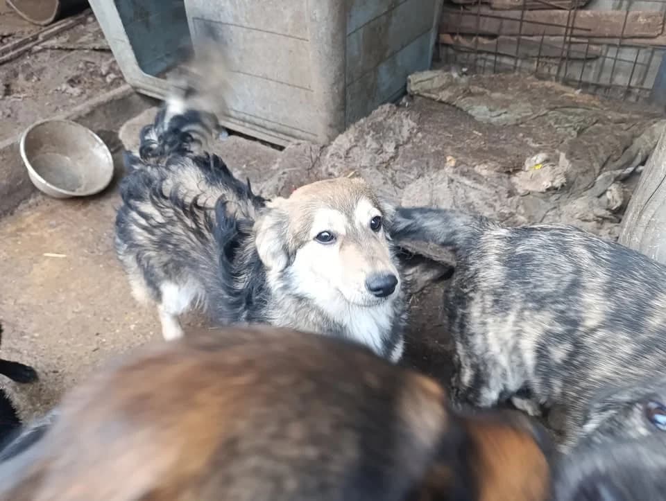 Nico ca. 35 cm – vermittelt, male puppy Mixed Breed for adoption at Little Souls, Holtland