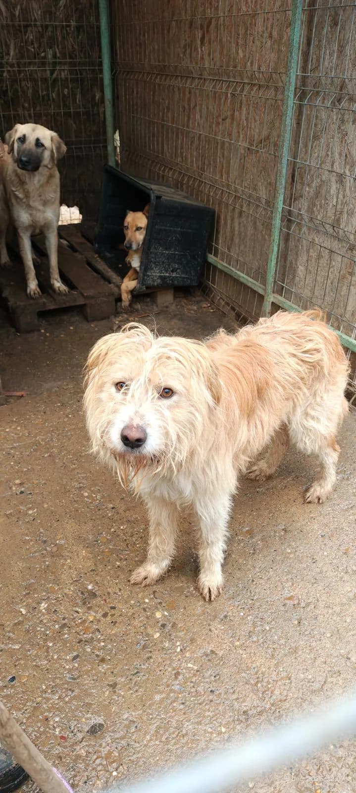 Cooper ca. 50 cm, male young mixed breed for adoption at Little Souls, Holtland
