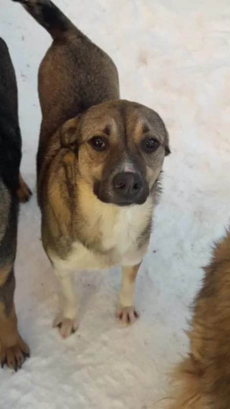 Joker ca. 47 cm, male young mixed breed for adoption at Little Souls, Holtland