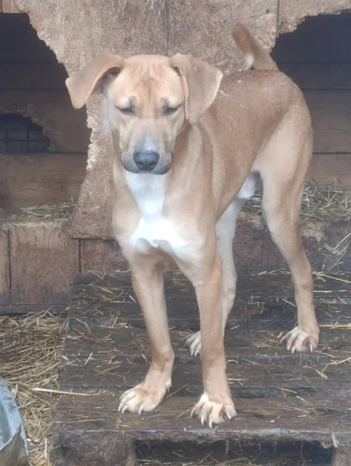 Doolittle ca. 50 cm, male puppy Mixed Breed for adoption at Little Souls, Holtland