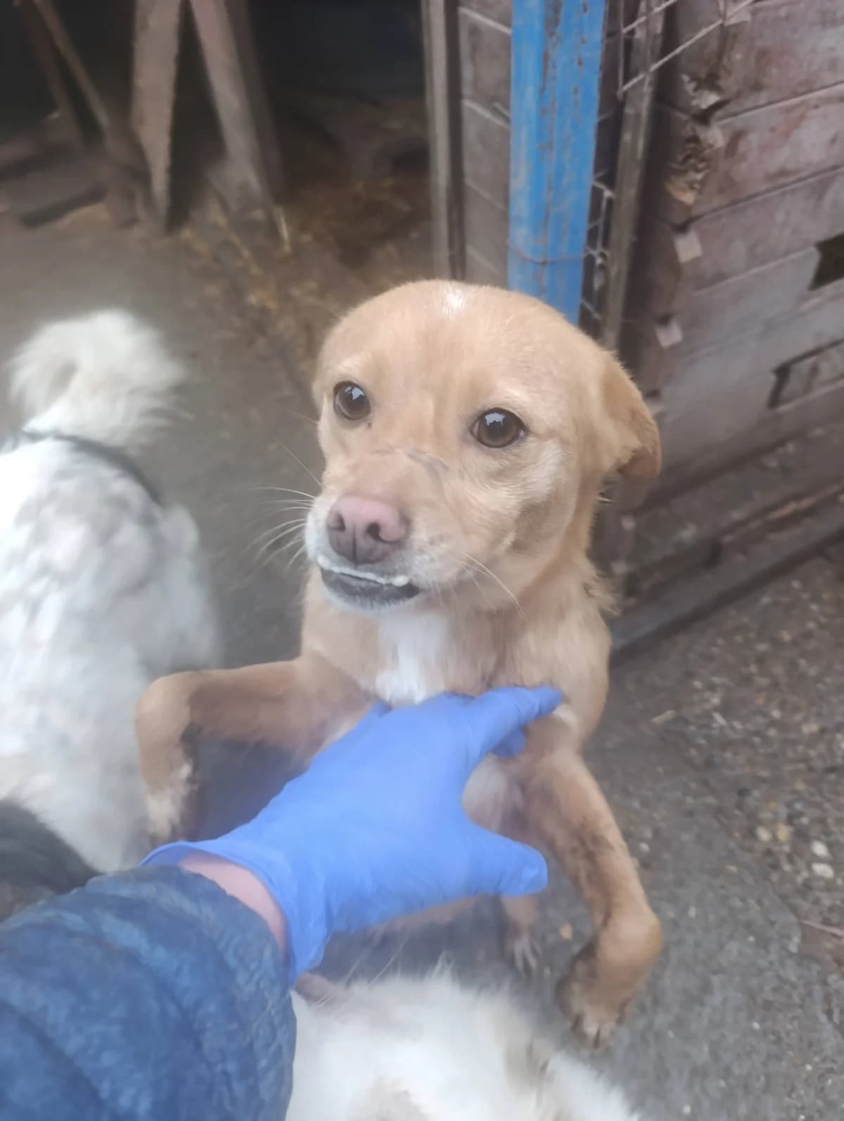 Mia ca. 40 cm – vermittelt, female puppy Mixed Breed for adoption at Little Souls, Holtland