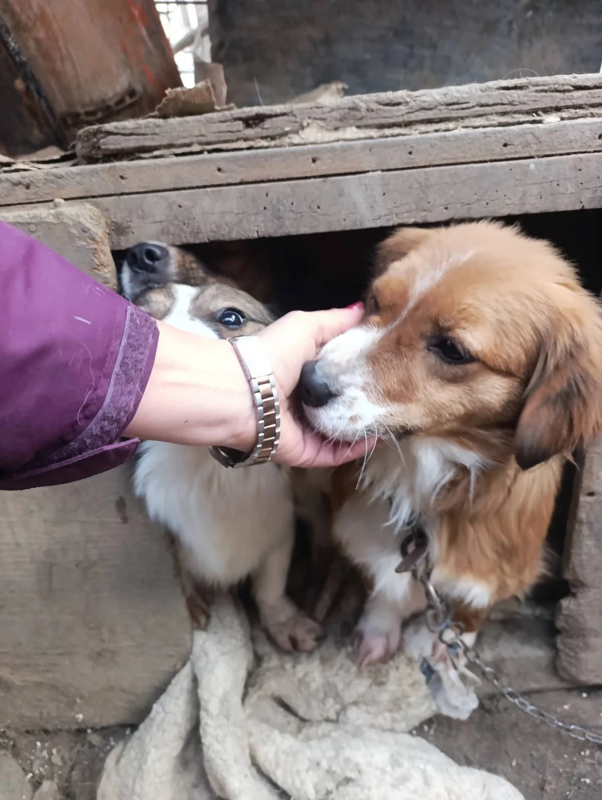 Shiva ca. 45 – vermittelt, female puppy Mixed Breed for adoption at Little Souls, Holtland