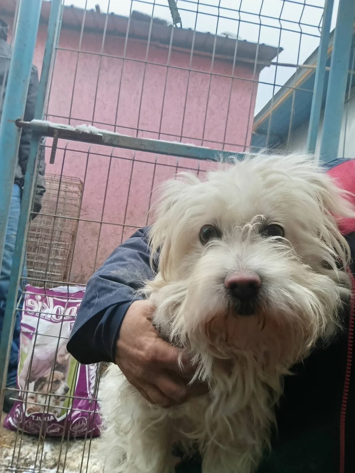 Sally ca. 45 cm – vermittelt, female puppy Mixed Breed for adoption at Little Souls, Holtland