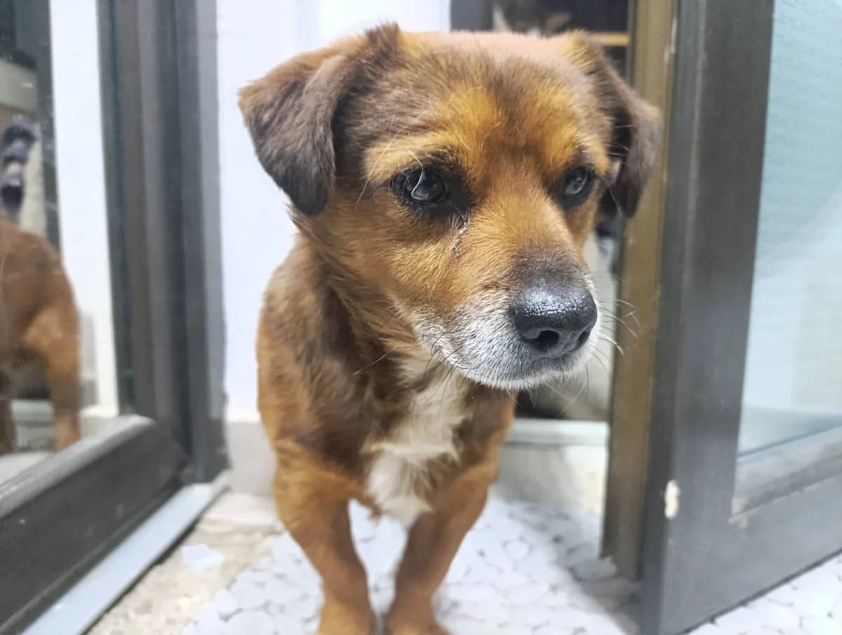 Sam ca. 40 cm – vermittelt, male puppy Mixed Breed for adoption at Little Souls, Holtland