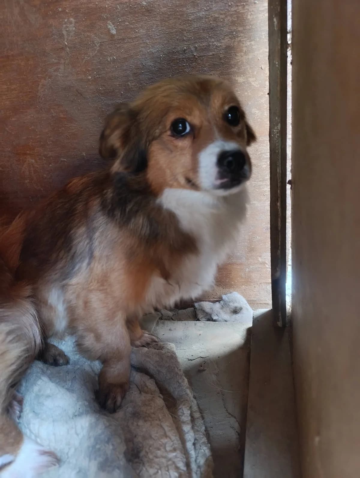 Lilo ca. 40 cm – vermittelt, female puppy Mixed Breed for adoption at Little Souls, Holtland