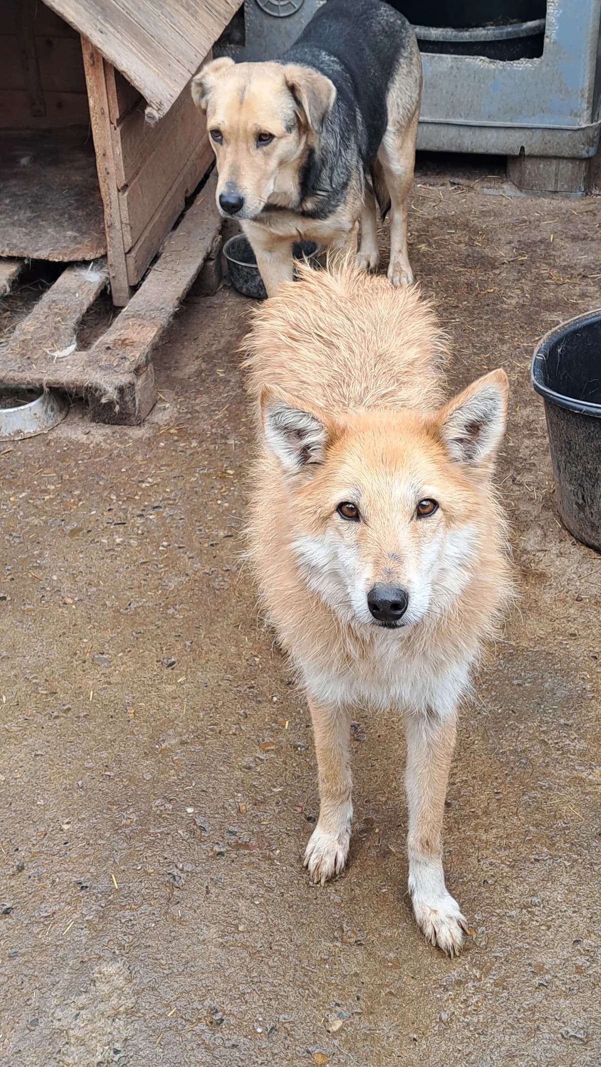 Myriam, female senior Mixed Breed for adoption at Little Souls