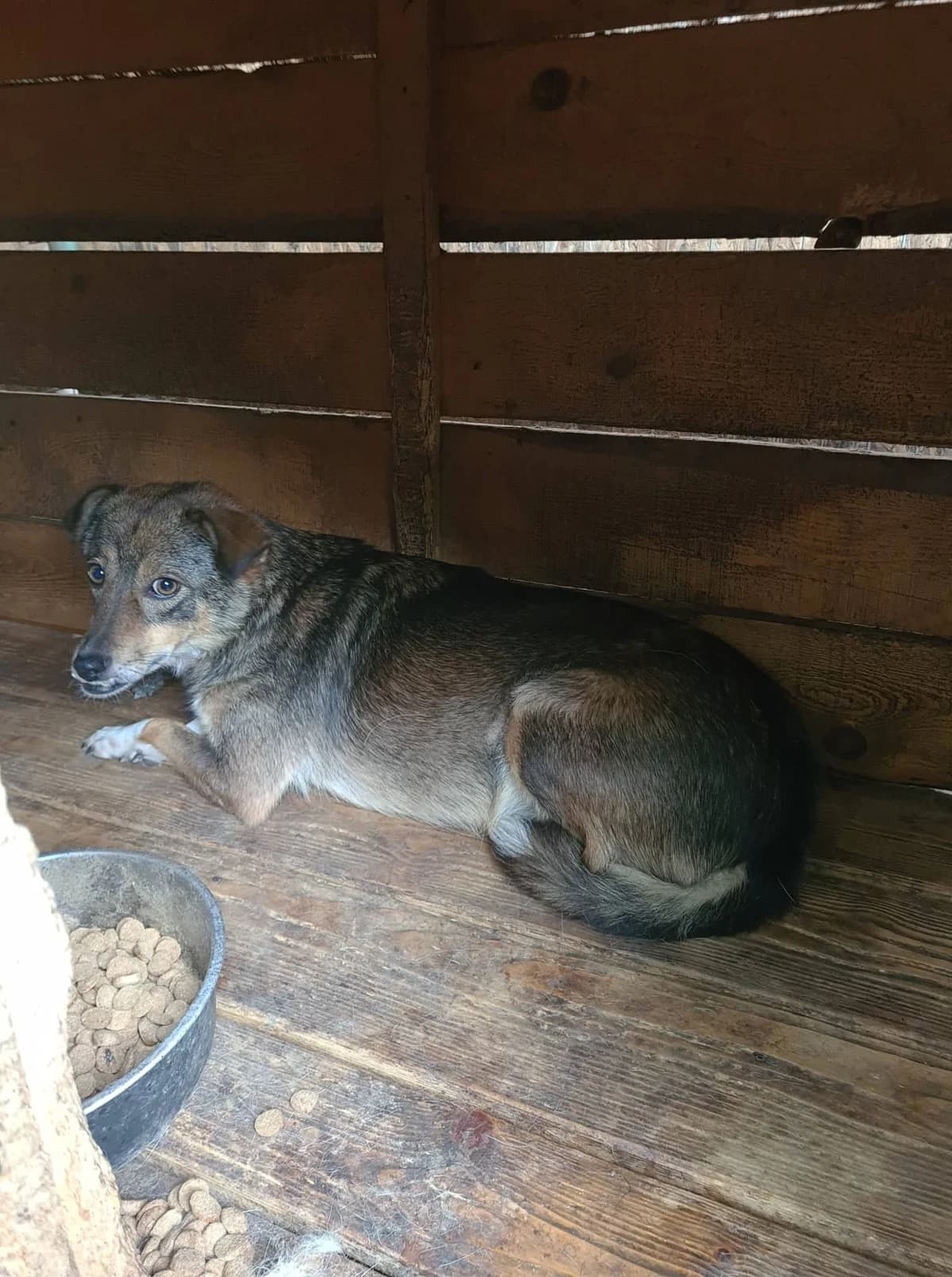 Biene, female senior Mixed Breed for adoption at Little Souls