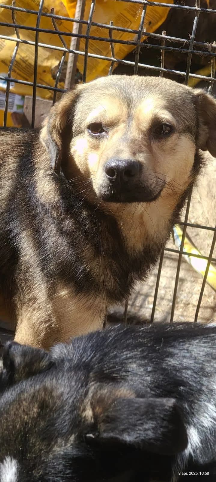 Mickey ca. 45 cm, male young Mixed Breed for adoption at Little Souls, Holtland