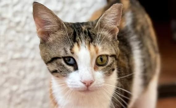 Ananki, female young Mixed Breed for adoption at Look-Tierschutzverein Deutschland e.V., Hamburg
