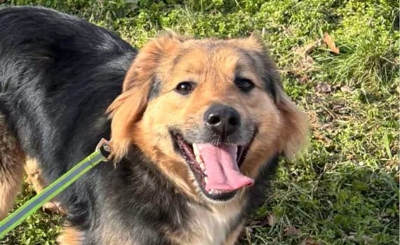 Betty, female young Mixed Breed for adoption at Look-Tierschutzverein Deutschland e.V., Hamburg