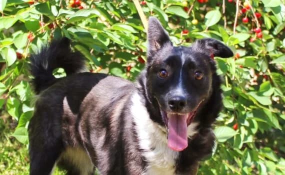 Betty, female 4yo Mixed Breed for adoption at Look-Tierschutzverein Deutschland e.V., Hamburg