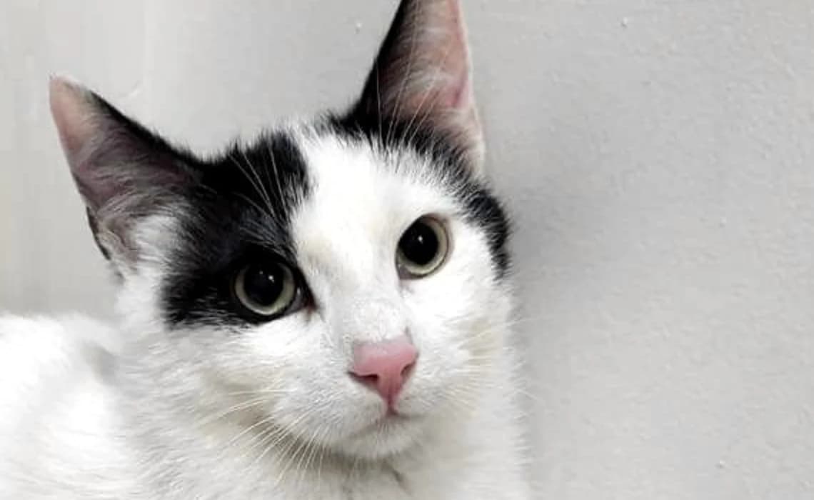 Casper, male 4yo Mixed Breed for adoption at Look-Tierschutzverein Deutschland e.V., Hamburg