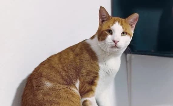 Felix, male 6yo Mixed Breed for adoption at Look-Tierschutzverein Deutschland e.V., Hamburg