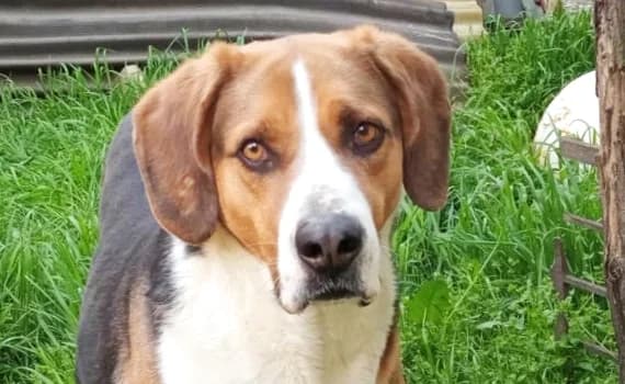 Johnny, male 7yo Beagle for adoption at Look-Tierschutzverein Deutschland e.V., Hamburg