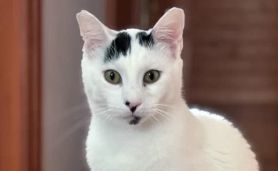 Kasmacs, male young Mixed Breed for adoption at Look-Tierschutzverein Deutschland e.V., Hamburg