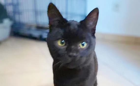 Marijus, male 3yo Mixed Breed for adoption at Look-Tierschutzverein Deutschland e.V., Hamburg