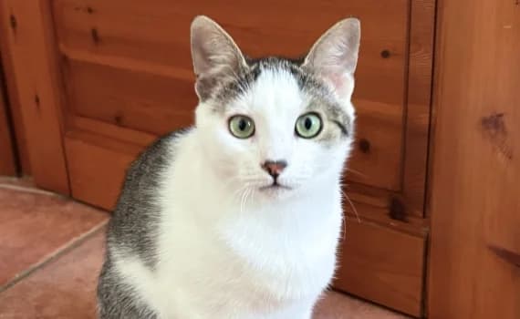 Mika, male young Mixed Breed for adoption at Look-Tierschutzverein Deutschland e.V., Hamburg