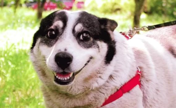 Mila, female 7yo Mixed Breed for adoption at Look-Tierschutzverein Deutschland e.V., Hamburg