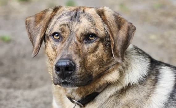 Ouzo, male 5yo Mixed Breed for adoption at Look-Tierschutzverein Deutschland e.V., Hamburg