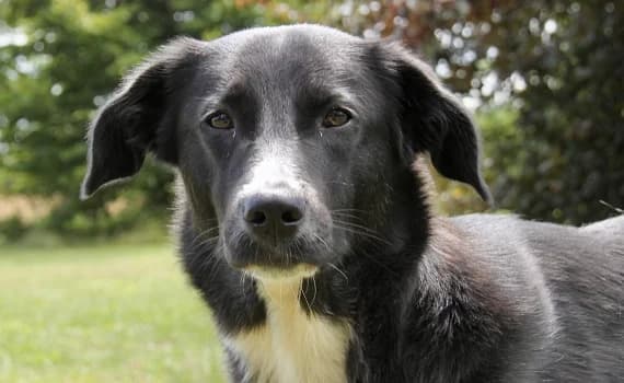 Ruby, female 5yo Mixed Breed for adoption at Look-Tierschutzverein Deutschland e.V., Hamburg