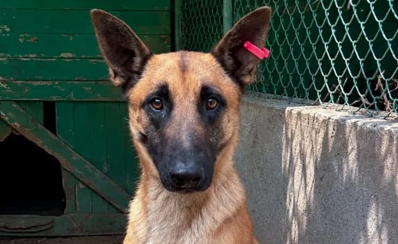 Siko, male young German Shepherd for adoption at Look-Tierschutzverein Deutschland e.V., Hamburg