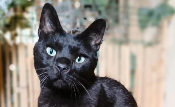 Sirious Black, male 5yo Mixed Breed for adoption at Look-Tierschutzverein Deutschland e.V., Hamburg