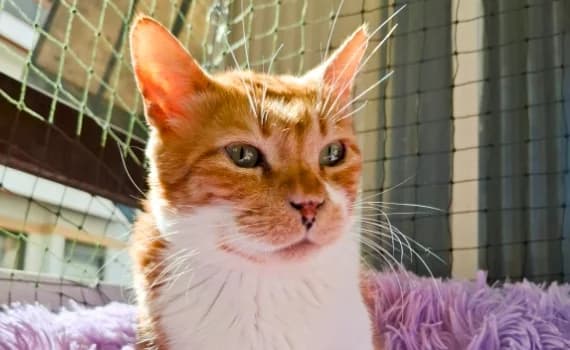 Sotiris, male 7yo Mixed Breed for adoption at Look-Tierschutzverein Deutschland e.V., Hamburg