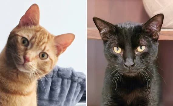Speedy & Bambino, male young Mixed Breed for adoption at Look-Tierschutzverein Deutschland e.V., Hamburg
