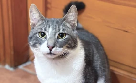 Survivor, male young Mixed Breed for adoption at Look-Tierschutzverein Deutschland e.V., Hamburg