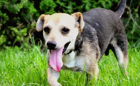 Velko, male 5yo Mixed Breed for adoption at Look-Tierschutzverein Deutschland e.V., Hamburg