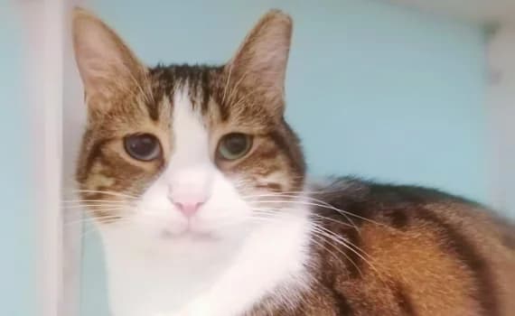Vlassis, braun male 7yo Mixed Breed for adoption at Look-Tierschutzverein Deutschland e.V., Hamburg