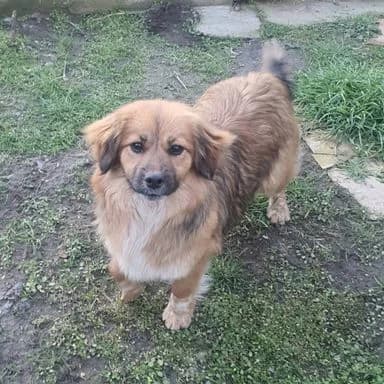 Rosalie - Auf Pflegestelle in 49716 Meppen, female young Mixed Breed for adoption at Loved Dogs e.V., Neuburg am Rhein