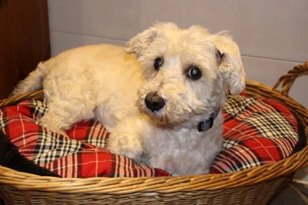 Ludwig 15 Jahre, senior Mixed Breed for adoption at Lucky Dog Hostel, Osterholz Scharmbeck