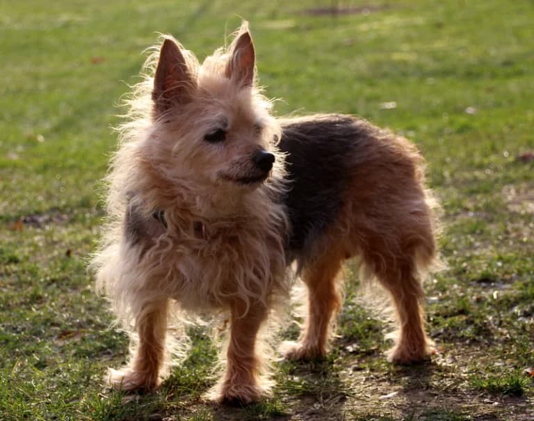Charly20 Jahre, senior Mixed Breed for adoption at Lucky Dog Hostel, Osterholz Scharmbeck