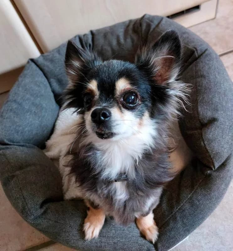 Stupsi 13 Jahre, senior Mixed Breed for adoption at Lucky Dog Hostel, Osterholz Scharmbeck