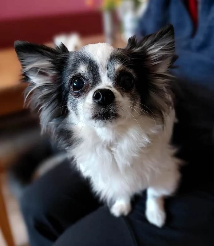 Mukki 13 Jahre, senior Mixed Breed for adoption at Lucky Dog Hostel, Osterholz Scharmbeck