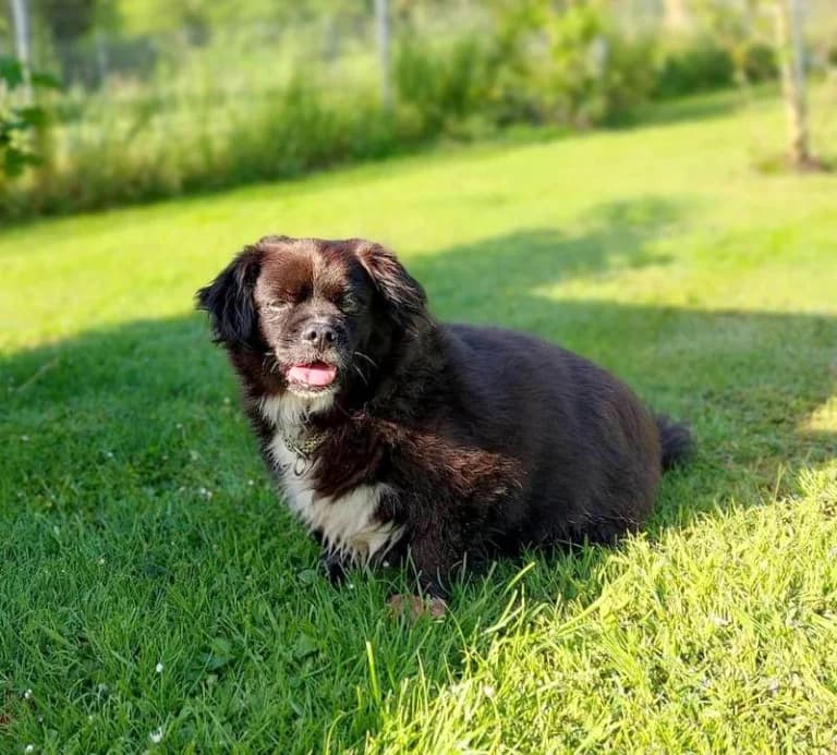 Bobby11 Jahre, schwarz senior Mixed Breed for adoption at Lucky Dog Hostel, Osterholz Scharmbeck