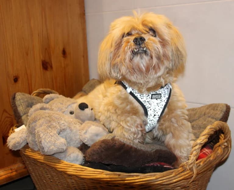 Paula15 Jahre, female senior Mixed Breed for adoption at Lucky Dog Hostel, Osterholz Scharmbeck