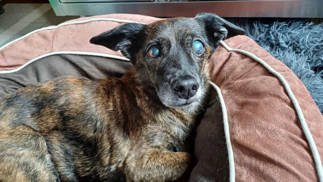 Bonni16 Jahre, young Mixed Breed for adoption at Lucky Dog Hostel, Osterholz Scharmbeck