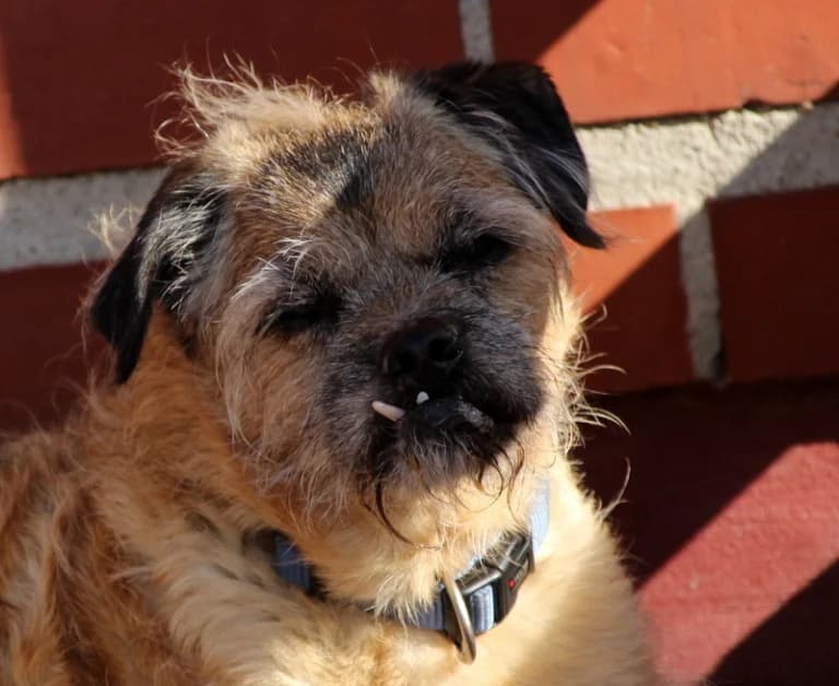 Zausel 12 Jahre, senior Mixed Breed for adoption at Lucky Dog Hostel, Osterholz Scharmbeck
