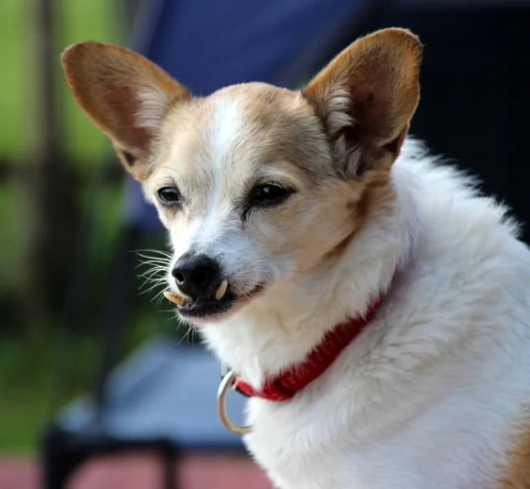 Horsti 16 Jahre, senior Mixed Breed for adoption at Lucky Dog Hostel, Osterholz Scharmbeck