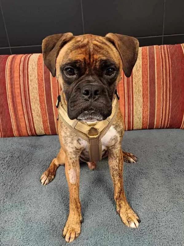 Hatschi4 Jahre, 3yo Mixed Breed for adoption at Lucky Dog Hostel, Osterholz Scharmbeck
