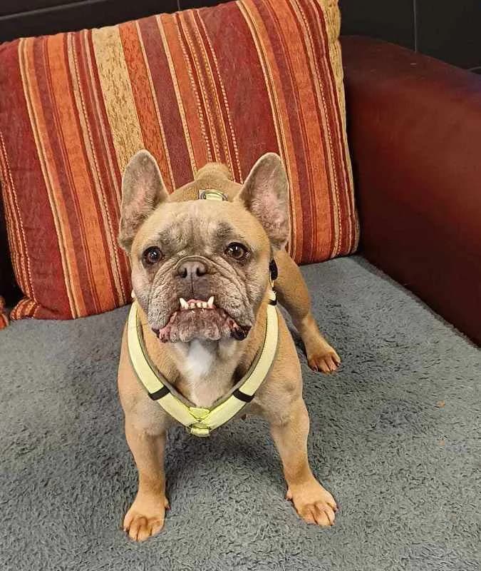 Dörte8 Jahre, senior Mixed Breed for adoption at Lucky Dog Hostel, Osterholz Scharmbeck